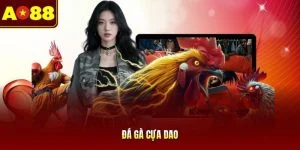 Đá gà cựa dao